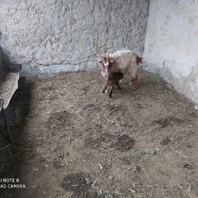 овлаклы гечи