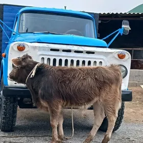 ŞIWES ŐKÜZ WE TÜWE