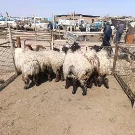 soymana toklular ve guzulu goy