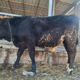 чёрный пиостыр okuz