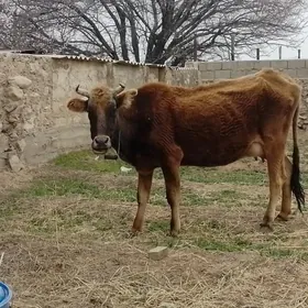 Голели сыгыр