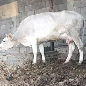 Sagylýan Bogaz Sygyr