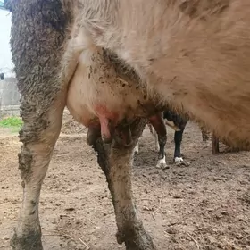 голели сигир