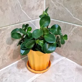 пеперомия монетка