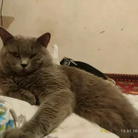 кот прямоухий