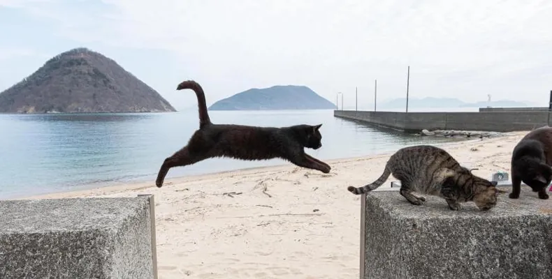 Японские учёные объяснили, почему кошки почти всегда приземляются на лапы