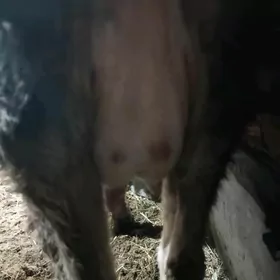 2 sany Göleli Sygyr