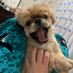 Пекинес Pekines