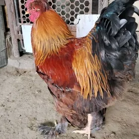 Брама хороз голт