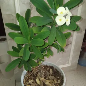 домашние цвеьы