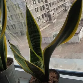 Sansevieria