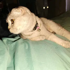 кошка продаётся