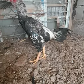 2sany taşkent horaz