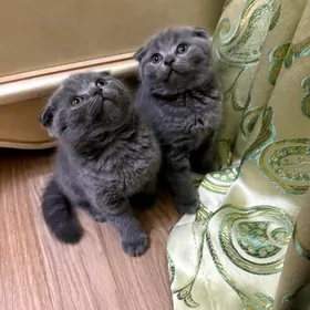 шотландский вислоух