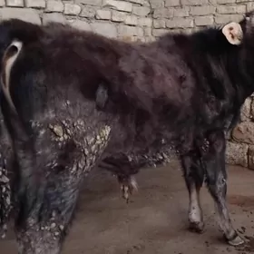 SATLIK OĶÜZ ŞWES ARASSA TOHIM