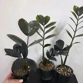 Замиокулькас черный