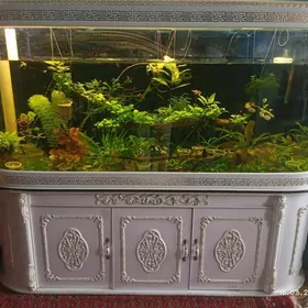 akwarium аквариум