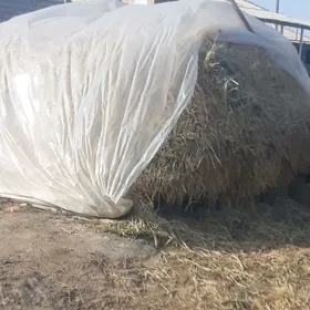 üwelen ýaş gamyş