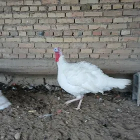 хороз.индук