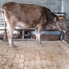 şwes tohum göleli sygyr