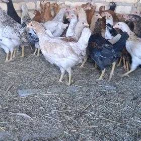 4 yarym aylyk towuk juyje