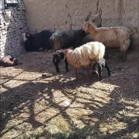 guzuly goyun oglakly geci