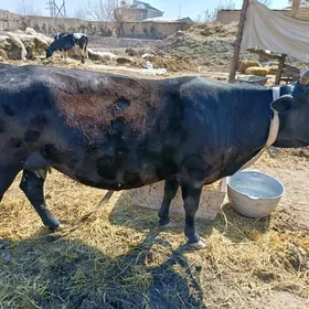 agyr yetlik bogazlar