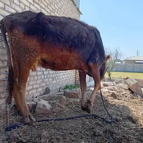 boğaz gulajyn goleli