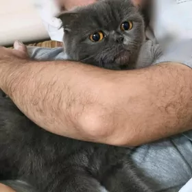 satlyk paroda piśik