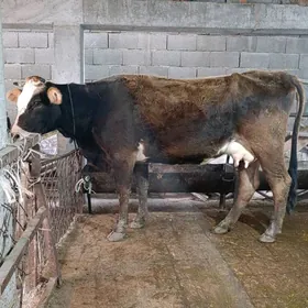 simental gatyşyk goleli sygyr