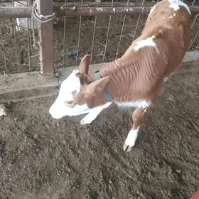 SİMENTAL SAGLYK SYGYR