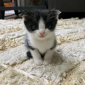 Пишик порода ВислоухаPişik