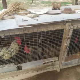 местный товук и хораз