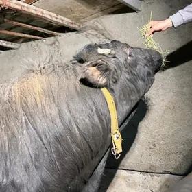 angus paroda arginal 2 ýäşar