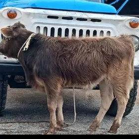 ŞİWES ÖKÜZ WE TÜWE