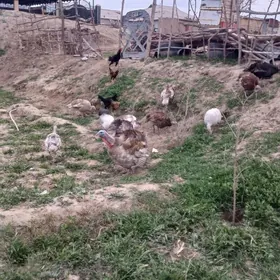 guzlap duran induklar