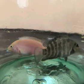 Hishnik sihlida cernopolos