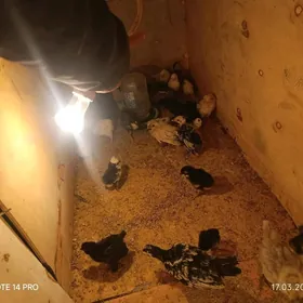 gigant brama jujeler