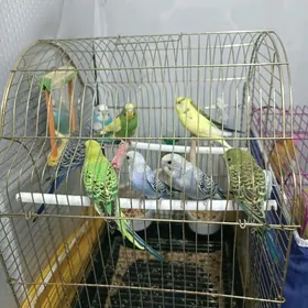 popugay попугай gus