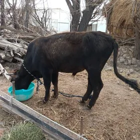 окиз юваш ийимде дуран