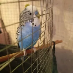 волнистые попугаи Кеша и Аська