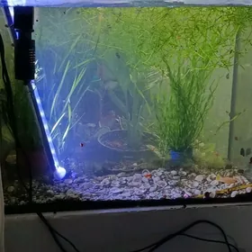 аквариум 60 литров