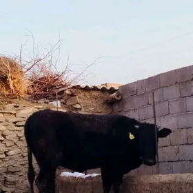 tohum Gibrit tuwe sygyr