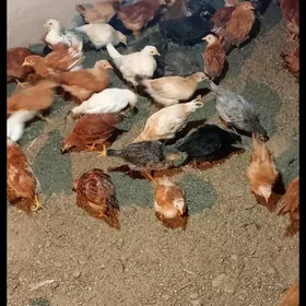 TOWUK ELIN SEREDILEN