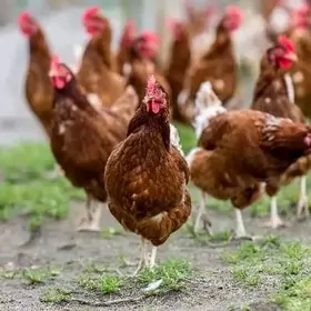 Ýumurtga loman braun