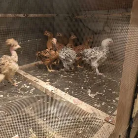 juyje bar 16 sany arasaja 2 ay