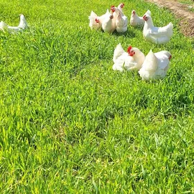 Ady nik byrawunt ak towuk