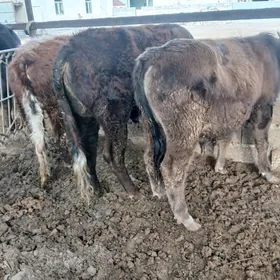 сыгырлар окузлер