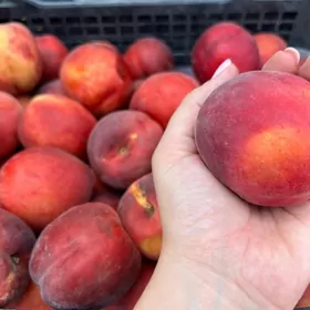 Şatlyk taýýar biznes miwe önüm