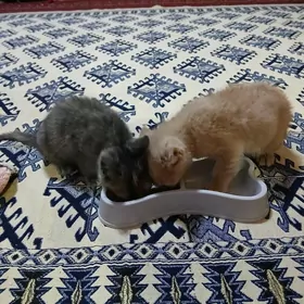 pisikler, Şotlanski paroda